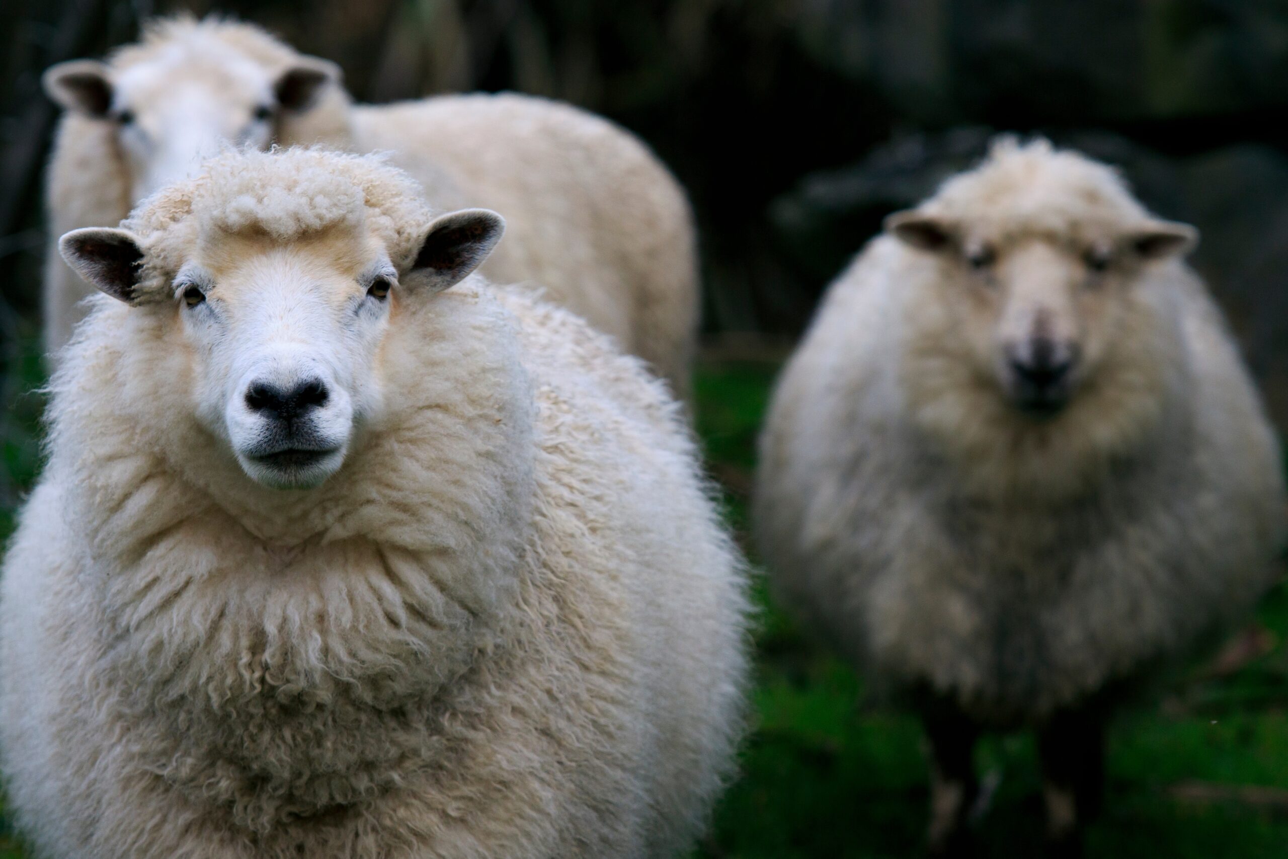Sheep,In,Rural,Farm,Southland,New,Zealand